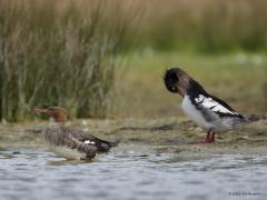 Middelste zaagbek  20140603  Wissenkerke