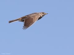 Veldleeuwerik  20220615  Regte Heide