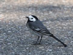 Witte kwikstaart  20220622  Geen toeval dat dit zwartwit, popart, vogeltje op het witzwarte straatbitumen zit. Kleur zoekt kleur, nee dat is het niet. De donkere bitumen wordt gemakkelijk warm en dat vinden insecten fijn. En dat vindt die witte kwik weer leuk.