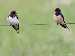 Boerenzwaluw  20220701  Wat is er mooier dan een boerenzwaluw? Twee boerenzwaluwen, toch? Zou dit een stelletje zijn? Zou kunnen denk ik; ik zie kleurverschil op de borst en meen lengteverschil te zien in de staartveren. Heeft het vrouwtje niet wat kortere staartveren dan het mannetje.