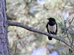 Ekster  20220717  Ik hoorde een heleboel gekwetter aan de rand van het bos bij de Pannenhoef. Bleken er uitgevlogen eksters in de dennenbomen te zitten die om het hardst naar pa of ma riepen voor wat eetbaars. Nog te lui en te onkundig om zelf het hele kostje bij elkaar te zoeken kennelijk.