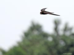 Gierzwaluw  20220705  Gierzwaluwen kunnen op tientallen, soms honderden, kilometers afstand van hun nest voedsel vangen voor hun kroost. Dan ga je natuurlijk niet met slechts een motje of vliegje die grote afstanden vliegen. Nee, hun oplossing is hun krop. Hier zie je duidelijk dat de krop al heel vol zit. De snavel verdwijnt al bijna helemaal op die keelzak. Het wordt tijd om naar het nest terug te vliegen.