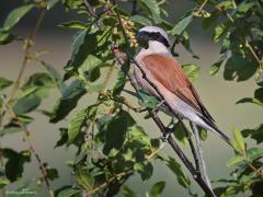 Grauwe klauwier  20220704  Altijd leuk als een vogel een wat bijzondere houding aanneemt. Hier strekt meneer de nek eens maximaal, ik neem aan dat hem iets opvalt recht voor hem dat goed bekeken moet worden. De tweede foto is een gewone pose van deze mooie vogel.