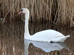 Knobbelzwaan  20220711  Een eendachtige (Anatidae) is de zwaan. Wel een flinke eend want met zijn 10 tot 12 kilo is de soort een van de zwaarst vliegende dieren. Imposant ook met een spanwijdte tot 2,40 meter. Met de lange nek kunnen waterplanten ver onder water bereikt worden waardoor ze nuttig zijn voor veel watergangen. Ik meen dat ze op sommige plaatsen nog beroepsmatig gevangen worden voor het vlees? Zou niet moeten mogen, daarvoor zijn ze te nuttig en te mooi. Dit koppel zag ik bij de Molenplaat bi