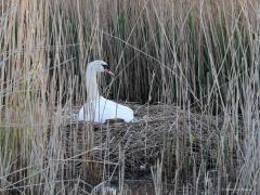 Knobbelzwaan  20220711  Een eendachtige (Anatidae) is de zwaan. Wel een flinke eend want met zijn 10 tot 12 kilo is de soort een van de zwaarst vliegende dieren. Imposant ook met een spanwijdte tot 2,40 meter. Met de lange nek kunnen waterplanten ver onder water bereikt worden waardoor ze nuttig zijn voor veel watergangen. Ik meen dat ze op sommige plaatsen nog beroepsmatig gevangen worden voor het vlees? Zou niet moeten mogen, daarvoor zijn ze te nuttig en te mooi. Dit koppel zag ik bij de Molenplaat bi