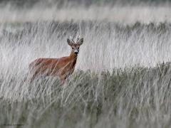 Ree  20220715  Je verwacht eerder een schaap op de heide. Is dit jonge mannetje een beetje van het padje af of lusten reeën ook heide? Was hun voorkeur maar pijpenstrooi want daar ie er een teveel aan.