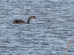 Zwarte zwaan  20220713  Toen ik de knobbelzwaan fotografeerde zwom op grote afstand in het Markiezaatsmeer een enkele zwarte zwaan. Die soort komt van nature voor in Australië, Tasmanië en Nieuw-Zeeland. Hij leeft in zoet- en brakwatergebieden. De zwarte zwaan is een populaire sierwatervogel die veel wordt gehouden en gefokt. Ontsnapte of uitgezette exemplaren kan men ook in de Europese natuur tegenkomen, maar worden beschouwd als exoot. In Europa broeden ze het gehele jaar door.