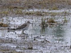 Bosruiter  20220430  Hogerwaardpolder