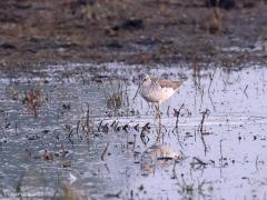 Bosruiter  20220503  Hogerwaardpolder