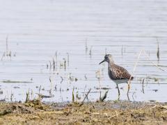 Bosruiter  20220503  Hogerwaardpolder