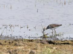 Bosruiter  20220503  Hogerwaardpolder