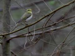 Fluiter  20220919  Zo zie je de fluiter niet vaak, zo zonder fris groene blaadjes. De soort voelt zich namelijk pas echt thuis in een gezond loofboombos, onder een dik bladerdak. Het is een foto genomen in mei. De fluiter verblijft maar kort in ons land. In de laatste weken van april komen de mannetjes aan, de vrouwtjes enkele dagen tot twee weken later. Eind juli begint het vertrekken alweer, eind augustus zie je er zo goed als geen een meer hier.