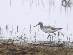 Groenpootruiter  20220926  Ook nu nog en zelfs ook nog in oktober, kun je enkele groenpootruiter bij ons tegen komen. De doortrekaantallen zijn niet zo heel erg groot; denk aan ca. 10.000 stuks. De vogel is afkomstig uit Noord-Europa en Rusland. De aantallen zijn het hoogst tijdens doortrekpieken eind april/begin mei en tussen half juli en begin september. Groenpootruiters foerageren vaak in het binnenland op ondiepe plassen, soms in groepjes.