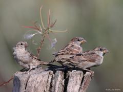 Huismus  20220903  Biesbosch