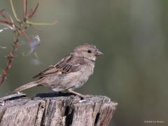 Huismus  20220913  Gelukkig heb ik weer een aantal mussen te gast in mijn tuin. In de jaren tachtig en negentig had de mus het heel zwaar. Er bleef maar ca. 25 % over. Gelukkig gaat het na die tijd weer iets beter. Ook ik heb ze jaren niet gezien in de tuin. Nu zie ik dagelijks twee families denk ik. Het verschil tussen man en vrouw is iedereen bekend neem ik aan.