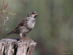 Huismus  20220903  Biesbosch