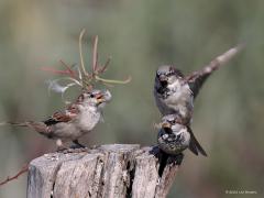 Huismus  20220915  Ze brengen leven in je tuin. Altijd in een groepje, vaak in familieverband. Daarom vind ik mussen zo leuk. Normaliter brengen ze heel hun leven door in een gebiedje van slechts een paar honderd meter.