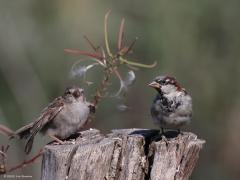 Huismus  20220903  Biesbosch