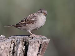 Huismus  20220903  Biesbosch