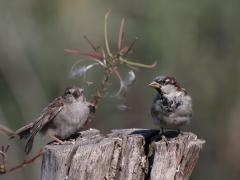 Huismus  20220903  Biesbosch