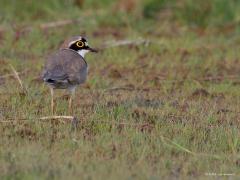 Kleine Plevier  20220929  Een vogeltje dat heel erg van schaars begroeide grond houdt. Wordt er ergens in de natuur of op een industrieterrein grondwerk verricht dan kun je meteen dit pleviertje daar in het voorjaar verwachten. Het is een echte pionier op verse kale grond. Die grond zal weer snel wat vol groeien en daarmee verdwijnt dan weer het geschikte biotoop en is ie daar weer verdwenen. Erg herkenbaar en leuk is de fel gele ring rond het oog.