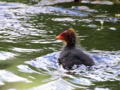 Meerkoet  20220921  Een van de meest succesvolle vogel van de wereld is de meerkoet. Zou dat komen omdat ze altijd een goede bui hebben? Ik meen namelijk dat ze steeds een heel tevreden blik vertonen? Zo ook de jongen in het voorjaar.