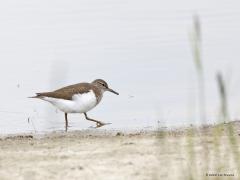 Oeverloper  20221001  Zo in deze eerste week van oktober kun je nog net een enkele oeverloper bij ons tegen komen. Gemakkelijk te herkennen want het wit van de borst loopt bij de schouder ver door naar boven en dat onderscheid deze soort. Ze doen hun naam eer aan want ze lopen wat af bij de waterrand.