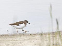 Oeverloper  20220430  Hogerwaardpolder