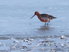 Rosse grutto  20220430  Oesterdam Bergse sluis