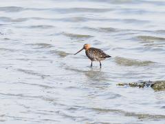 Rosse grutto  20220430  Oesterdam Bergse sluis