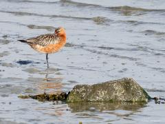 Rosse grutto  20220430  Oesterdam Bergse sluis