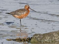 Rosse grutto  20220430  Oesterdam Bergse sluis