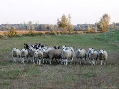 Schaap  20220917  Trouwe hoveniers in de Biesbosch. En niet alleen daar natuurlijk. Jammer dat de wol tegenwoordig zo weinig waard is.