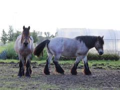 Belgisch trekpaard  20221009  Ik denk dat dit Belgische trekpaarden zijn? Dat imposante dier heeft een krachtig en gedrongen lichaam met een schofthoogte van ongeveer 1,70 m. Het gewicht ligt tussen de 800 en 1100 kg. Het hoofd is naar verhouding klein met een korte, zware hals en dubbele manenkam. De achterhand is goed ontwikkeld met dikke billen en korte, maar zeer sterke benen met zwaar behang. Er zijn meerdere kleurslagen mogelijk, waarbij bruinschimmel het meest overheersend is.