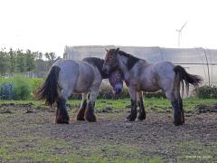 Belgisch trekpaard  20221009  Ik denk dat dit Belgische trekpaarden zijn? Dat imposante dier heeft een krachtig en gedrongen lichaam met een schofthoogte van ongeveer 1,70 m. Het gewicht ligt tussen de 800 en 1100 kg. Het hoofd is naar verhouding klein met een korte, zware hals en dubbele manenkam. De achterhand is goed ontwikkeld met dikke billen en korte, maar zeer sterke benen met zwaar behang. Er zijn meerdere kleurslagen mogelijk, waarbij bruinschimmel het meest overheersend is.