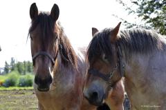 Belgisch trekpaard  20221009  Ik denk dat dit Belgische trekpaarden zijn? Dat imposante dier heeft een krachtig en gedrongen lichaam met een schofthoogte van ongeveer 1,70 m. Het gewicht ligt tussen de 800 en 1100 kg. Het hoofd is naar verhouding klein met een korte, zware hals en dubbele manenkam. De achterhand is goed ontwikkeld met dikke billen en korte, maar zeer sterke benen met zwaar behang. Er zijn meerdere kleurslagen mogelijk, waarbij bruinschimmel het meest overheersend is.