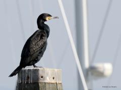 Aalscholver  20221021  Een van de meest frappante vogels die we in ons land hebben meen ik.