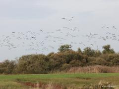 Weg ermee.   20221106  Afgelopen week was ik bij De Klot, de uitkijktoren in De Matjens. Daar tegenover zaten heel veel ganzen in een mals groene weide, voornamelijk kolganzen. Komt er een oude man aangefietst, zet zijn fiets aan de kant, opent het hek van die wei en loopt op zijn gemak op de ganzen af. Je raad het al, alle ganzen de lucht in. Tevreden kon de man daarna nog eens het te monotone gras bekijken. Zelf was ik minder tevreden.