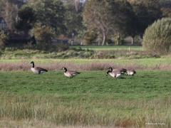 Canadese gans  20221102  De Matjens