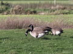 Canadese gans  Grauwe gans  Kolgans  20221107  Vorige week spotte ik vier ganzensoorten in De Matjens. De rietgans liet ik al zien. Hier de andere drie. De kolganzen zijn wintergasten en zijn nu veruit het meest aanwezig.