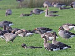 Grauwe gans  20221102  De Matjens