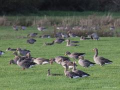 Canadese gans  Grauwe gans  Kolgans  20221107  Vorige week spotte ik vier ganzensoorten in De Matjens. De rietgans liet ik al zien. Hier de andere drie. De kolganzen zijn wintergasten en zijn nu veruit het meest aanwezig.