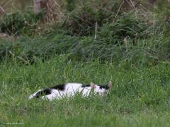 Kat  20221105  Toen ik deze week vanaf de Begijnemoerenweg de Matjens in liep zag ik een kat liggen, geheel in dekking. Ik nam een foto en zette een stap dichterbij toen plots, als een bliksemschicht, de kat er van door ging. Ik hoorde een flinke plons. Wat bleek, de kat had zo'n haast dat ie over de Kleine Beek sprong. Althans, dat probeerde ie want de overkant werd niet gehaald. Maar dat maakte niet uit, als een flits was ie weer op het droge. Even later zag ik hem afdruipen in de natuur.