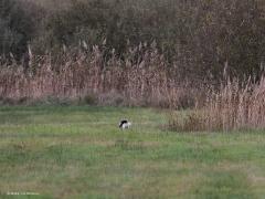 Kat  20221105  Toen ik deze week vanaf de Begijnemoerenweg de Matjens in liep zag ik een kat liggen, geheel in dekking. Ik nam een foto en zette een stap dichterbij toen plots, als een bliksemschicht, de kat er van door ging. Ik hoorde een flinke plons. Wat bleek, de kat had zo'n haast dat ie over de Kleine Beek sprong. Althans, dat probeerde ie want de overkant werd niet gehaald. Maar dat maakte niet uit, als een flits was ie weer op het droge. Even later zag ik hem afdruipen in de natuur.