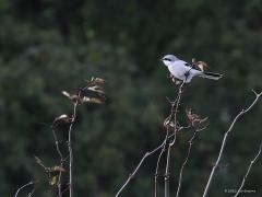 Klapekster  20221111  Frans had een klapekster gemeld in de Pannenhoef. Zo'n mooie vogel wil ik ook wel zien zo relatief dichtbij huis. Daarom op zoek gegaan en gevonden. Kon hem fotograferen vanaf het fietspad. Jammer dat ie zo attent is en niet dichterbij wil komen.