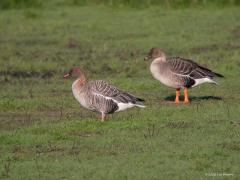 Kleine rietgans  20221103  In mijn archief vond ik nog gedigiscoopte foto's uit eind april 2009 gemaakt op de Bleke Heide bij Chaam. Ik zie nu dat daarop een kleine rietgans is te zien naast een toendrarietgans. Mooi is zo het verschil tussen beide soorten te zien. Het formaat maar vooral de kleur van snavel en poten is kenmerkend. Die kleine zie je niet vaak.