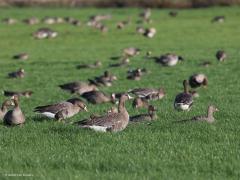 Canadese gans  Grauwe gans  Kolgans  20221107  Vorige week spotte ik vier ganzensoorten in De Matjens. De rietgans liet ik al zien. Hier de andere drie. De kolganzen zijn wintergasten en zijn nu veruit het meest aanwezig.