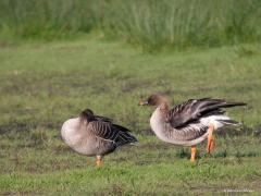 Toendrarietgans  20090425  Bleke Heide