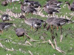 Toendrarietgans  20221101  Weer vorige week in De Matjens. Het is goed zoeken om tussen de kolganzen en grauwe ganzen die enkele rietganzen op te merken. Niet alleen de snavel is een goed kenmerk. Dat zijn zeker ook de erg witte en relatief brede buitenranden van de vleugeldekveren. Hier is het verschil met de kolgans op dat punt goed te zien.