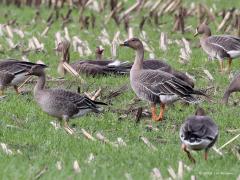 Toendrarietgans  20221028  De Matjens